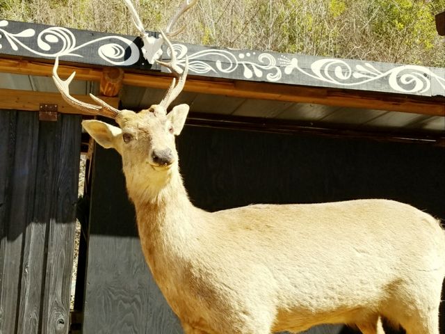 �����X�В��̊Ŕ�_�O�B�����X�В�