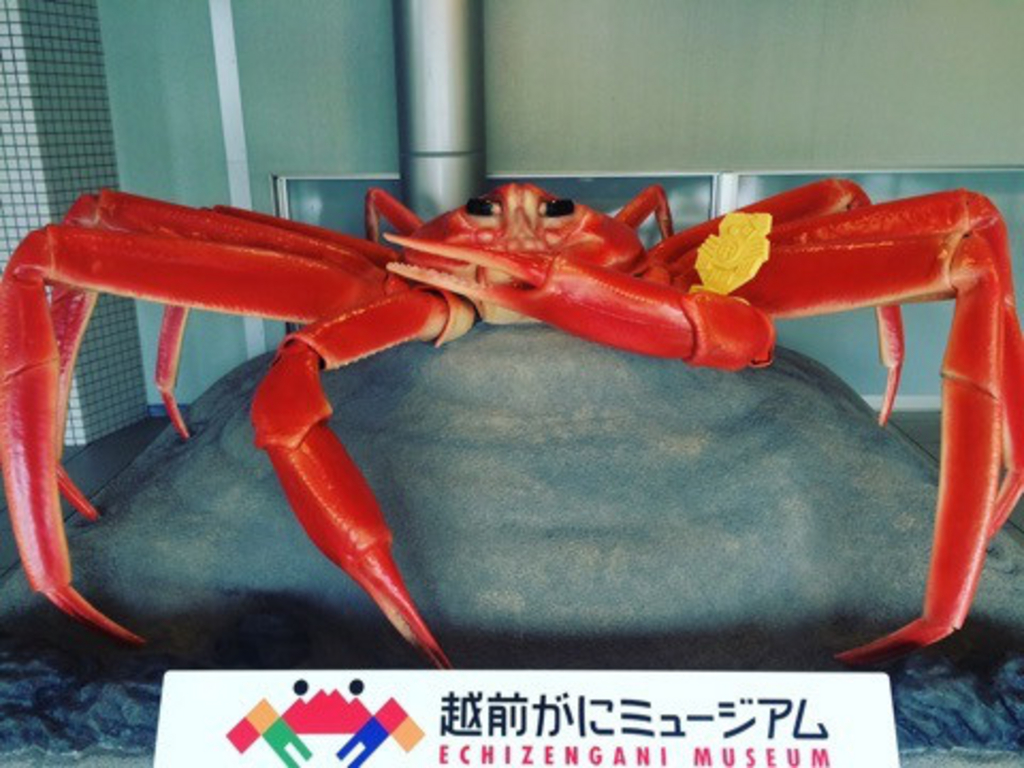 越前がにミュージアム