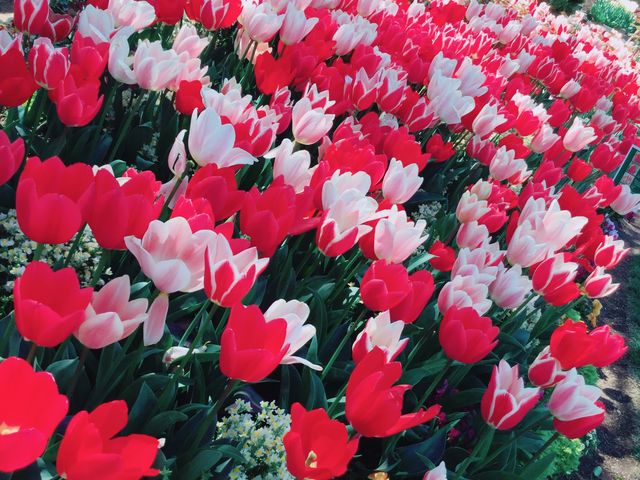 �قږ��J_�t���[�����e�{��