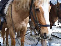 񂳂̈hnChnNuւ̓eʐ^1