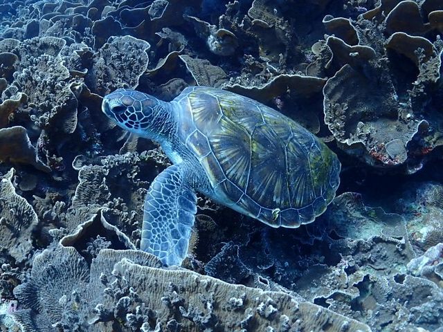 �E�~�K���ɂ���܂���_�G�o�[�u���[���v��