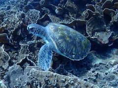 Ƃۂ̃Go[u[vւ̓eʐ^1