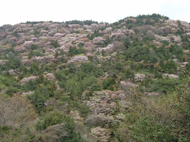 �������ɍ~��铻�t�߂̍��ł��B�g��̍��ɂ������Ȃ��������ł��B_�ܐF��