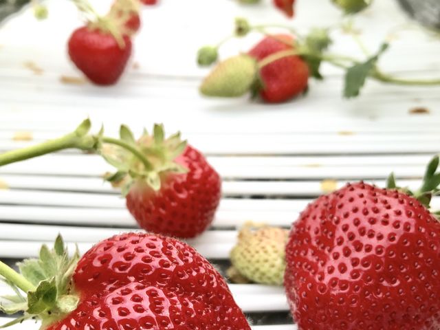 ���̃I�X�X�� �����̂� �ł�(^^)_�����������