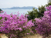 �J���`��������̒ʐ剀�̃c�c�W�̓��e�ʐ^1