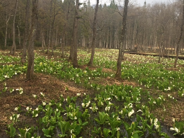 sunfish̗qR̐mԂ̓eʐ^1