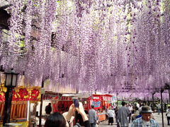 黒木の大藤 アクセス 営業時間 料金情報 じゃらんnet