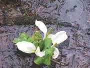 sunfish̗qR̐mԂ̓eʐ^2