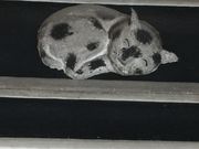 K̋{쎽Xi{Ǝjفj̓eʐ^1