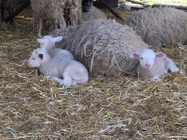 �q�r_�֒򍂌��샖�u�q��