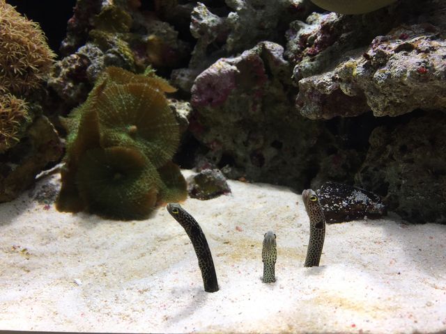 ���̂��`���A�i�S�̂ݎB�e���Ă܂���_���Í`�[�C�����ف`�V�[���J���X�E�~���[�W�A���`