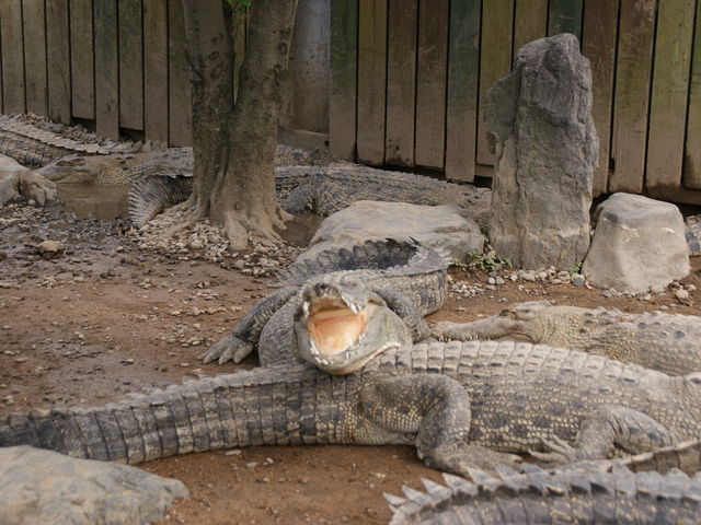 ���j_�S�R�n��