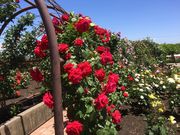 kojifujȋ쒬o̓eʐ^1