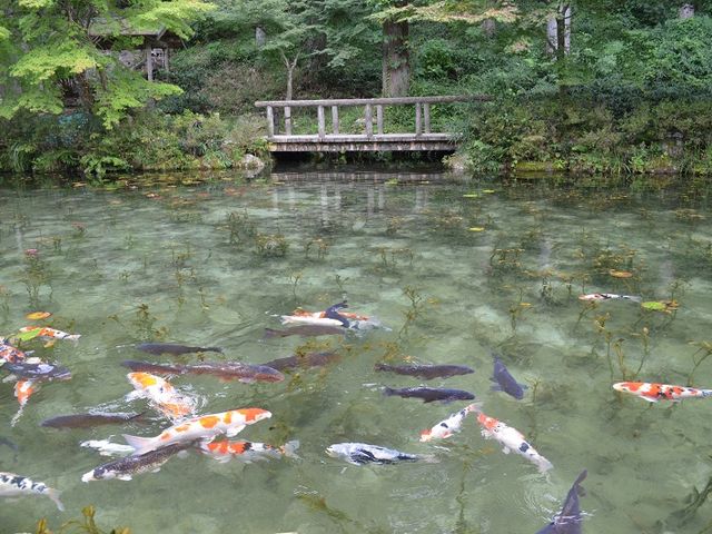 �����A�N�Z���g_���l�̒r�@�򕌌�