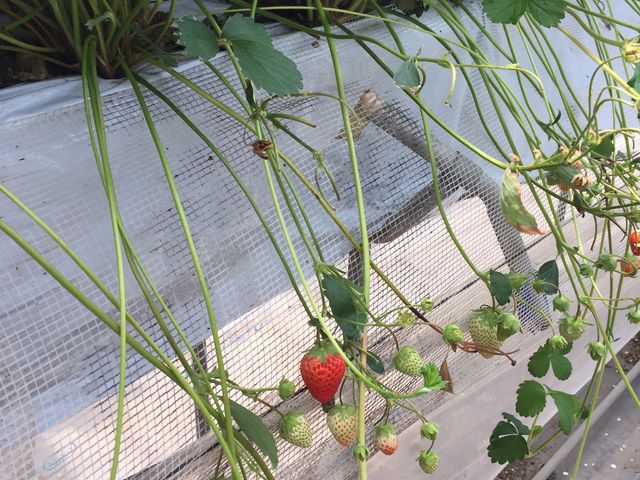 �ʐ^�͂��܂����ł����A�܂��܂��������͂������񂠂�܂�_�A�N�g�������t�@�[��