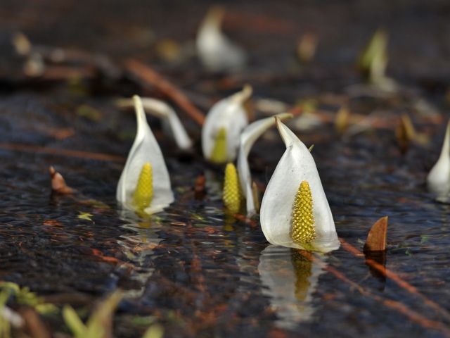 ���ӂ̗d��_���̌�����