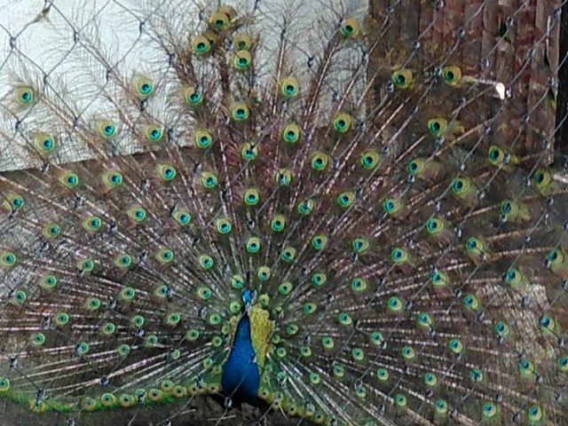 �N�W���N_���R������