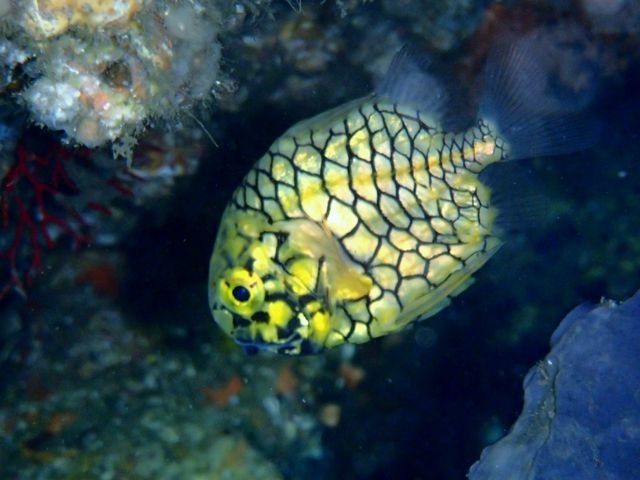 �}�c�J�T�E�I_�M�C�}�����X�|�[�c�N���u