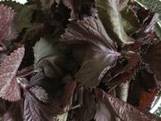 낳̓̉wƂ傤̓eʐ^3