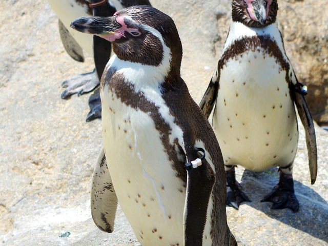 �����y���M������_���֎s�������̂��������فE�C����