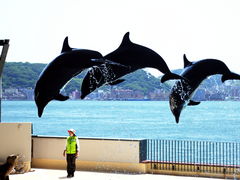 下関市立しものせき水族館・海響館の写真一覧 - じゃらんnet