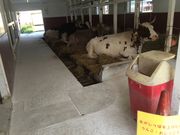 ݂䂤肳̃nCWq̓eʐ^1