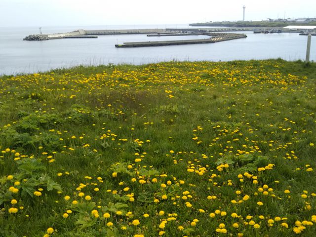 ���y���㕽�R�ʂɃ^���|�|�B_�����l���g�`���V��