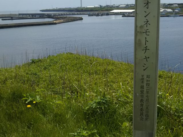 �R�ہA�L�O�B�e�ŊC�ɗ����Ȃ��łˁB_�����l���g�`���V��