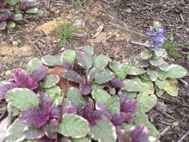 ��ɍ炢�Ă���ԁX�@�A�W���J_�ɓ���������z�e���V�V