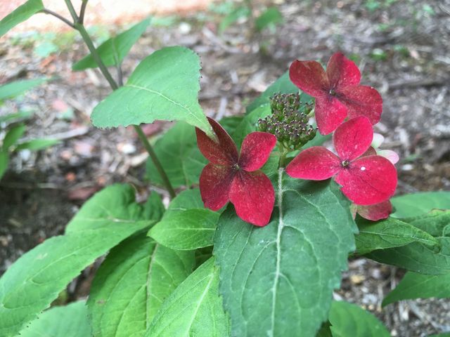 ��ɍ炢�Ă���ԁX�@���}�A�W�T�C_�ɓ���������z�e���V�V