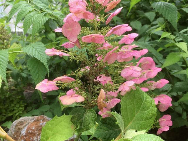 ��ɍ炢�Ă���ԁX�@�J�V���o�A�W�T�C_�ɓ���������z�e���V�V