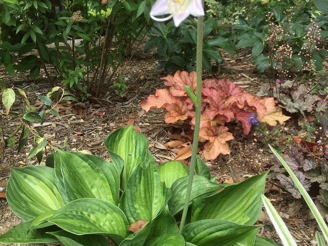 ��ɍ炢�Ă���ԁX�@�M�{�E�V_�ɓ���������z�e���V�V