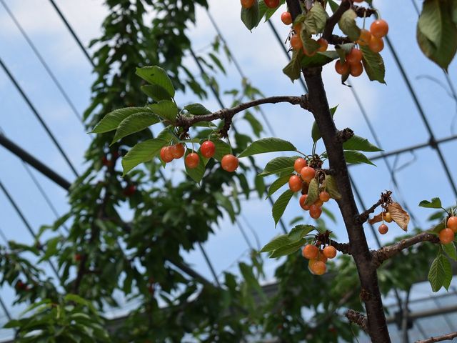 �܂邦�ό��ʎ���