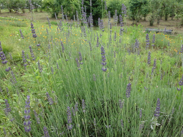 _̃x_[_n[uK[f̂郌Xg@Ԕ_@