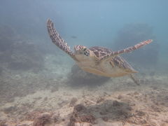 ۂ񂳂̊CكV[u[ւ̓eʐ^1