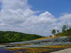 �܂邱����̉Ԃ̉w����ւ̓��e�ʐ^1