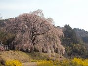 ނ炳񂳂̉̑̓eʐ^2