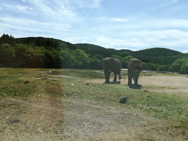 ���C�I�����Ղ����܂��B���Ȃ�߂��đz�����ǂ������B
�_�`���E�ɓ����ӂ����ꂽ���
_�H�g�䎩�R���������T�t�@�������h