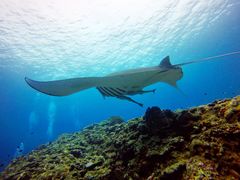 }[N̐Ί_cA[KChI[u[ւ̓eʐ^1