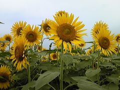 Ƃ񂳂̍ԎsЂ܂蔨ւ̓eʐ^1