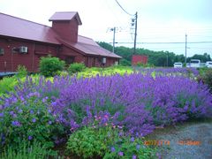 �I�����W��D������̍����q��j�Z�R�~���N�H�[�ւ̓��e�ʐ^1