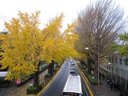 񂳂̓ʂ̃C`E؂̓eʐ^1