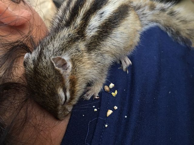 �q���̔w���ŃG�T��H�ׂȂ���Q����������X�����_���X�̐X