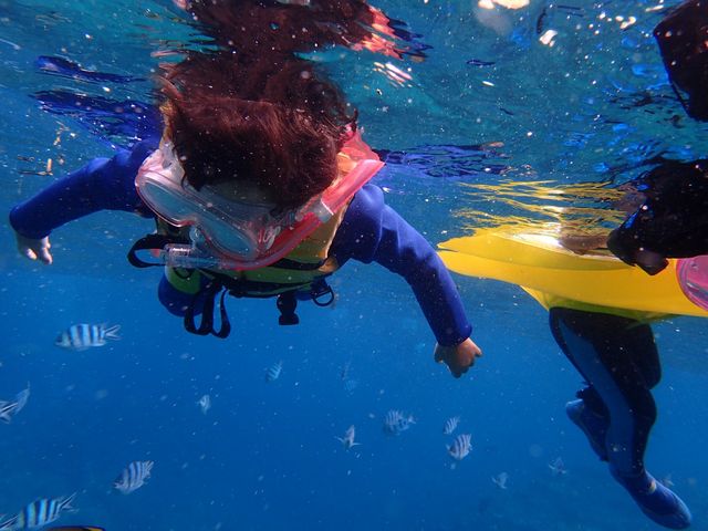 �V�}�V�}�̋������ς�_�V���m�[�P�����{�@�I�L�i��