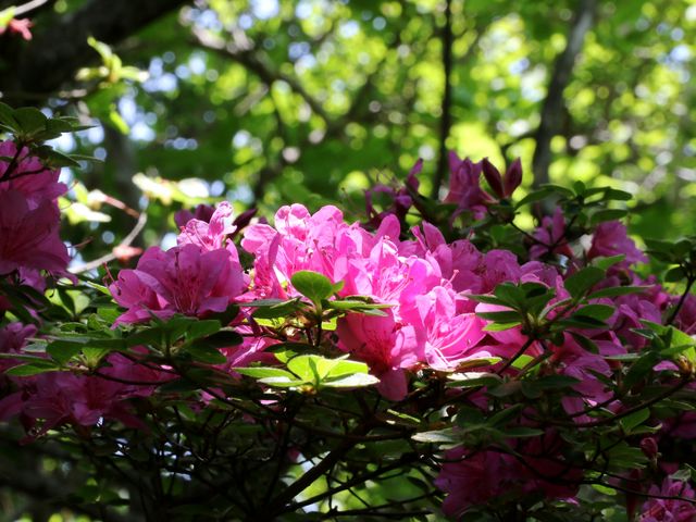 �Ƃ�����񂳂�̃~���}�L���V�}�̓��e�ʐ^2