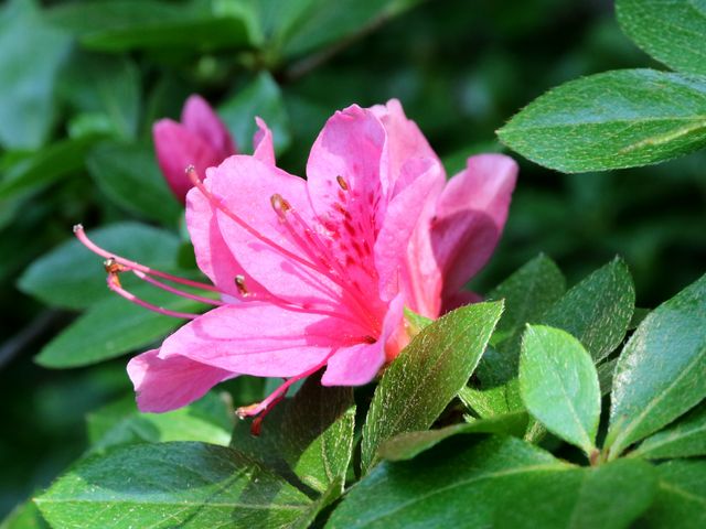 5月11日写真追加❗☆這い絞りミヤマキリシマツツジ☆ ミヤマキリシマ】アクセス・営業時間・料金情報 - じゃらんnet