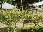 �Ԃ񂽂���̓V�Q���̓��e�ʐ^1