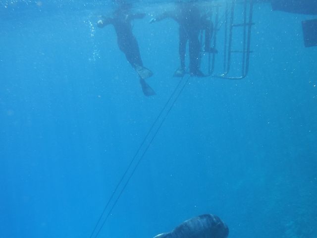 ���E�j���A�W�B����C�����ق̃W���x�C�U�������ɂ��܂��������͑唗�͂ł�_�_�C�r���O�T�[�r�X�ɊC