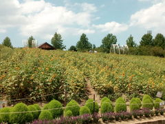 kitty̍䥗΂̃~[WA n[xXg̋uւ̓eʐ^1