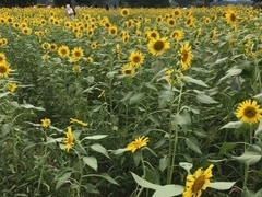 񂳂̍ԎsЂ܂蔨ւ̓eʐ^1